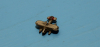 HE 114 Seeflugzeug (1 St.) D 1937 Wiking WM 556